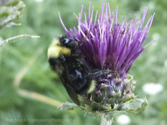 Bombus insularis