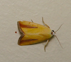 Pardoxia graellsii