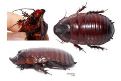 Giant Burrowing Cockroach (Macropanesthia rhinoceros) · iNaturalist