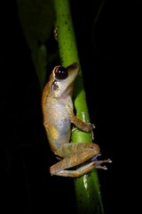 Guibemantis