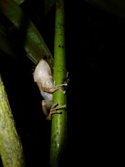Guibemantis