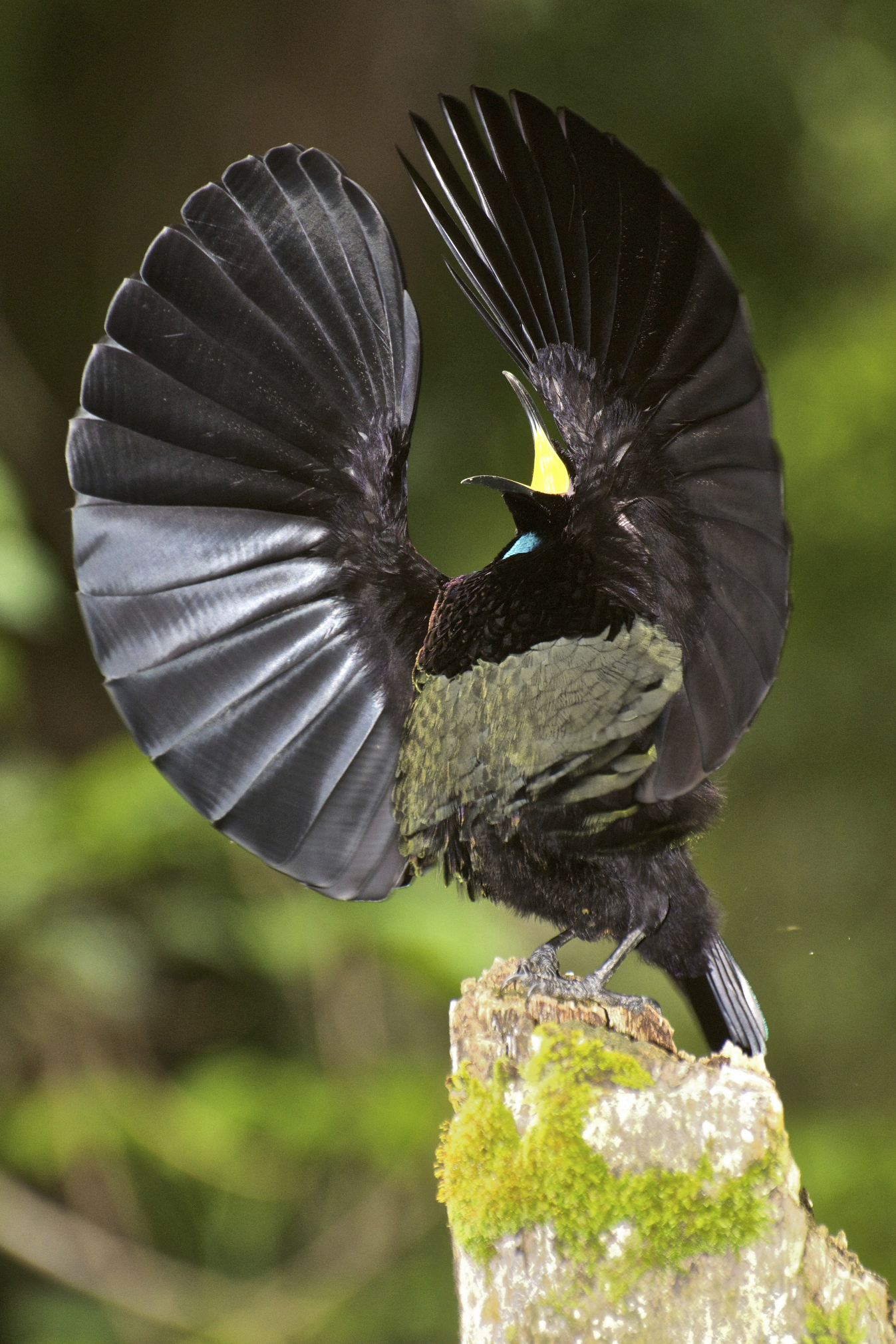 Victoria's Riflebird illustration