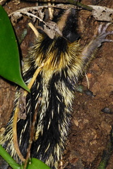 Hemicentetes semispinosus