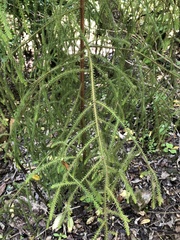 Dacrydium cupressinum