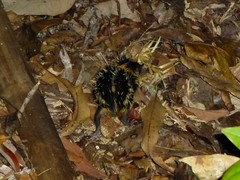 Hemicentetes semispinosus