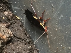 Drymaplaneta semivitta