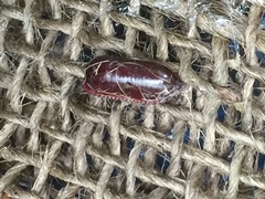 Drymaplaneta semivitta