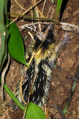Hemicentetes semispinosus