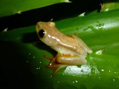 Heterixalus madagascariensis