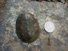 Sternotherus depressus