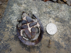 Sternotherus depressus