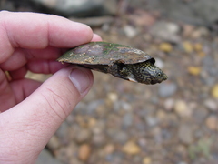 Sternotherus depressus