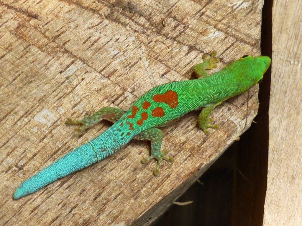 Small Lined Day Gecko