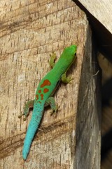Small Lined Day Gecko photo 4
