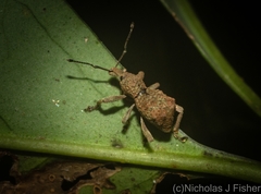 Leptopius tetraphysodes