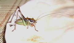 Eupholidoptera schmidti