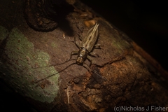 Temnosternus planiusculus