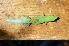 Small Lined Day Gecko photo 3