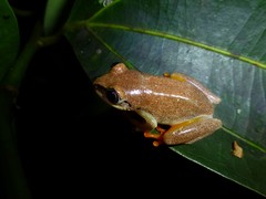 Heterixalus madagascariensis
