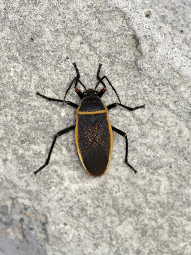 California Bordered Plant Bug photo 4