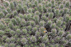 Euphorbia mammillaris