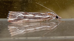 Rhynchopsota delogramma