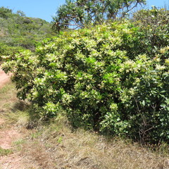 Buchanania arborescens