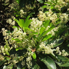 Buchanania arborescens