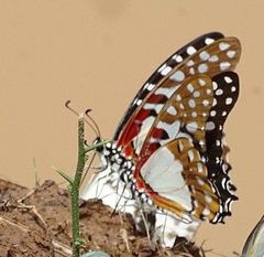 Graphium angolanus