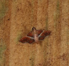 Persicoptera compsopa