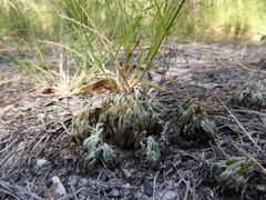 Selaginella acanthonota