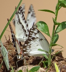 Belenois gidica gidica