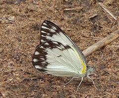 Belenois gidica gidica