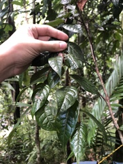 Hirtella rugosa