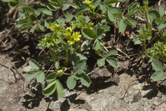 Sibbaldia parviflora