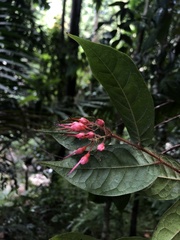 Hirtella rugosa
