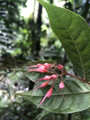 Hirtella rugosa