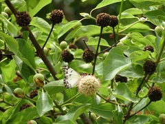 Belenois gidica gidica
