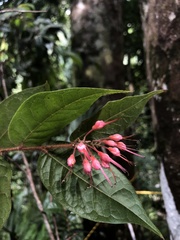 Hirtella rugosa