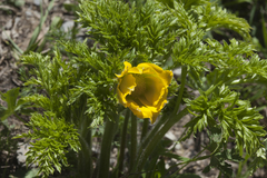 Pulsatilla aurea