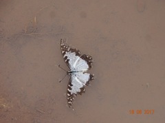Graphium angolanus baronis