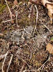 Peltigera ponojensis