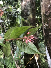Hirtella rugosa