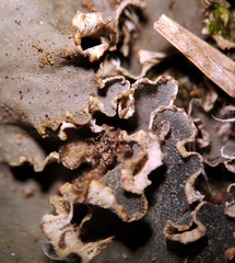 Peltigera ponojensis