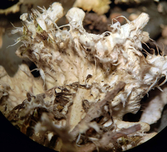 Peltigera ponojensis