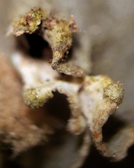 Peltigera ponojensis