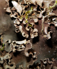 Peltigera ponojensis