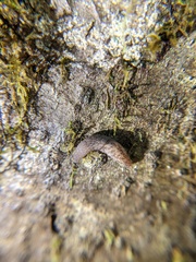 Prophysaon dubium
