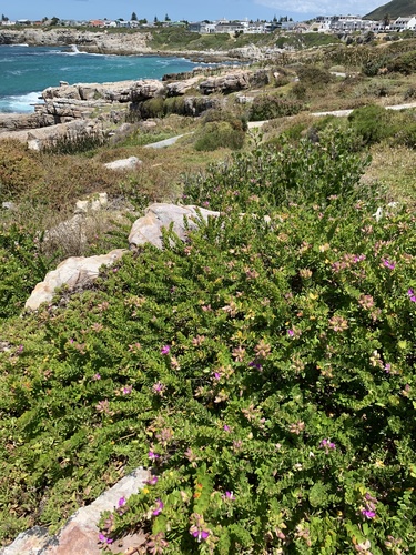 Polygala myrtifolia