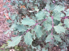 Berberis wilcoxii